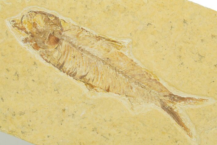 Detailed Fossil Fish (Knightia) - Wyoming #355648